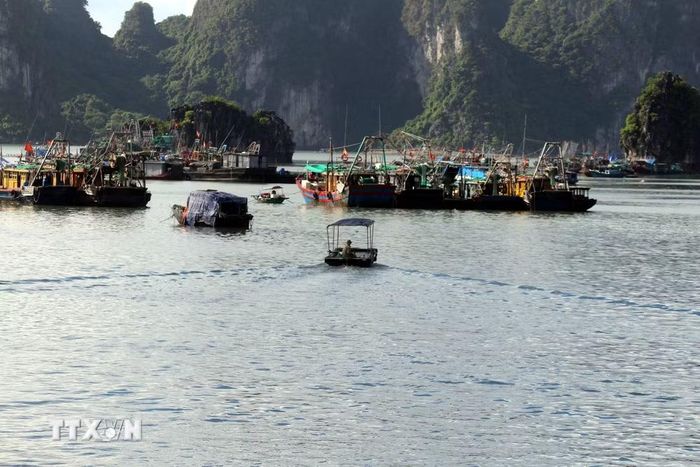 Các tàu đỗ trên cảng cá Hạ Long. (Ảnh: Thanh Vân/TTXVN)