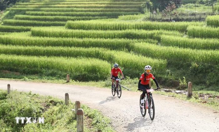 Cung đường địa hình dài khoảng 25 km uốn lượn giữa những thửa ruộng bậc thang đang vào mùa lúa chín. (Ảnh: TTXVN phát)