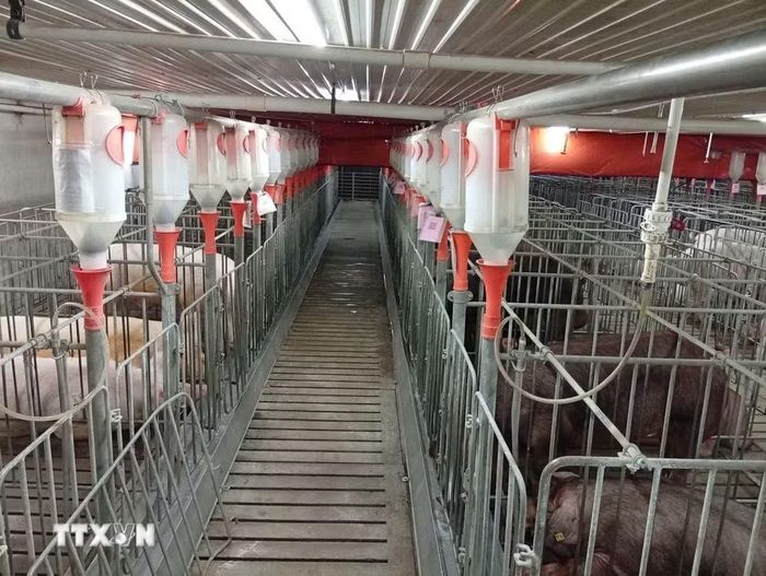Mô hình chăn nuôi công nghệ cao. (Ảnh: Hồng Điệp/TTXVN)