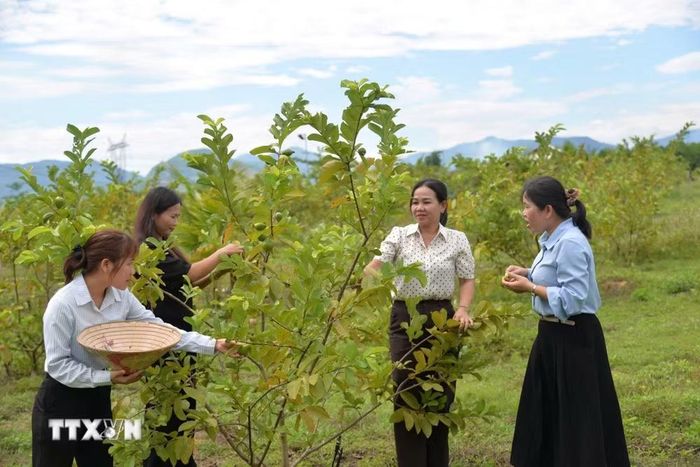 Du khách được hái trái cây khi đến tham quan Nông trại Phạm Văn Đồng. (Ảnh: Đinh Hương/TTXVN)