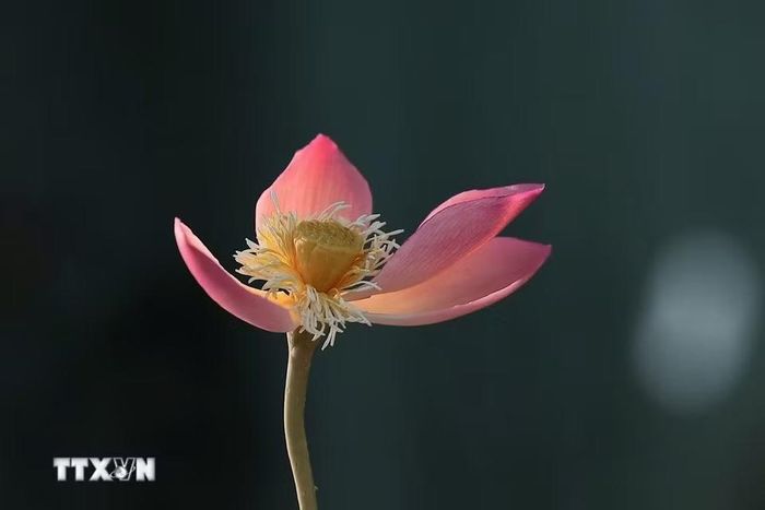 Một bông sen hoàn thiện bằng nguyên liệu làm làm tò he truyền thống gồm: bột gạo tẻ và bột gạo nếp. (Ảnh: Phạm Tuấn Anh/TTXVN)
