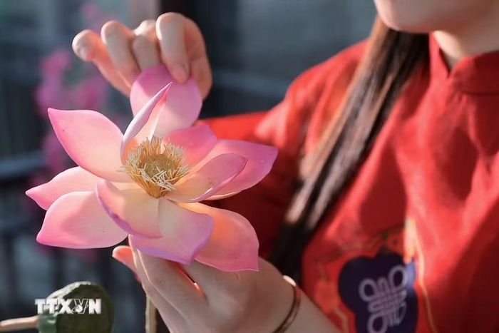 Từng cánh sen được chỉnh sửa, uốn và ghép bằng tay, đòi hỏi sự tỉ mỉ để tạo độ mềm mại và tự nhiên cho bông hoa. (Ảnh: Phạm Tuấn Anh/TTXVN)