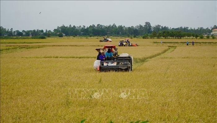 Nông dân ở vùng đầu nguồn của tỉnh Đồng Tháp tất bật thu hoạch vụ lúa Hè thu để chuẩn bị đón mùa nước nổi.