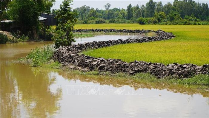 Nông dân ở vùng đầu nguồn của tỉnh Đồng Tháp chủ động gia cố bờ bao và tranh thủ thu hoạch diện tích lúa Hè thu.