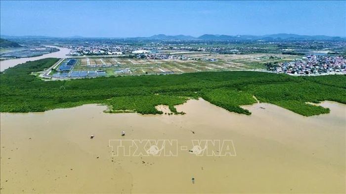 Rừng ngập mặn không chỉ giúp phục hồi môi trường biển, giảm thiểu rủi ro thiên tai, chắn sóng, hạn chế xói lở bờ biển mà còn tạo kế sinh nhai bền vững cho hàng ngàn cư dân ven biển xứ Thanh. Ảnh: Hoa Mai/TTXVN