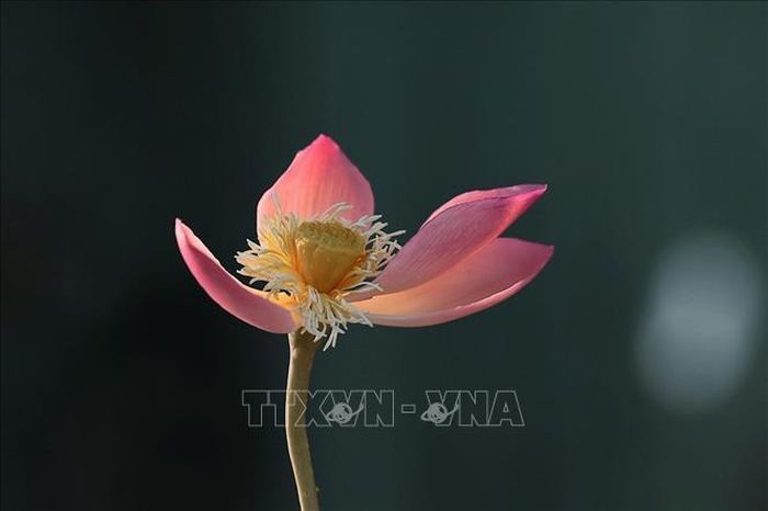 Một bông sen hoàn thiện bằng nguyên liệu làm làm tò he truyền thống gồm: bột gạo tẻ và bột gạo nếp.