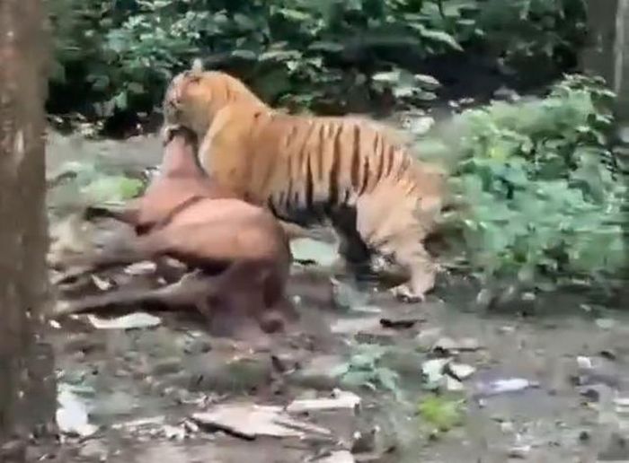 Con hổ tấn công ngựa ngay giữa ban ngày. Ảnh cắt từ clip/Sachin Gupta