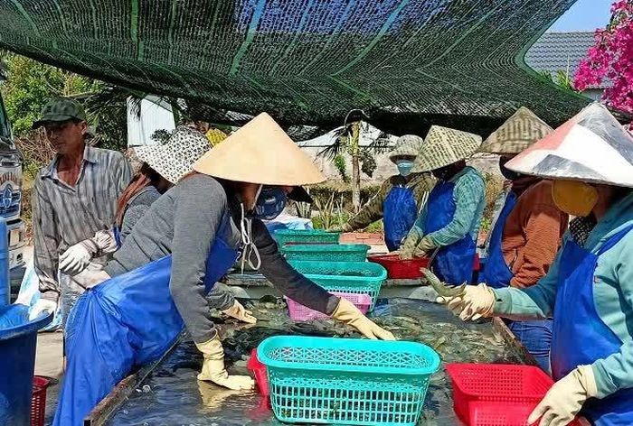 Nuôi trồng thủy sản là thế mạnh của xã Phan Ngọc Hiển.
