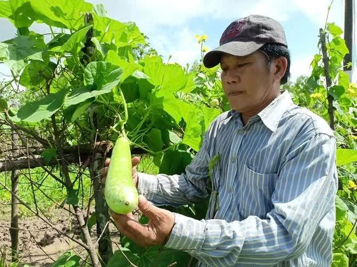 Trồng màu mùa mưa để phát triển kinh tế nông hộ.