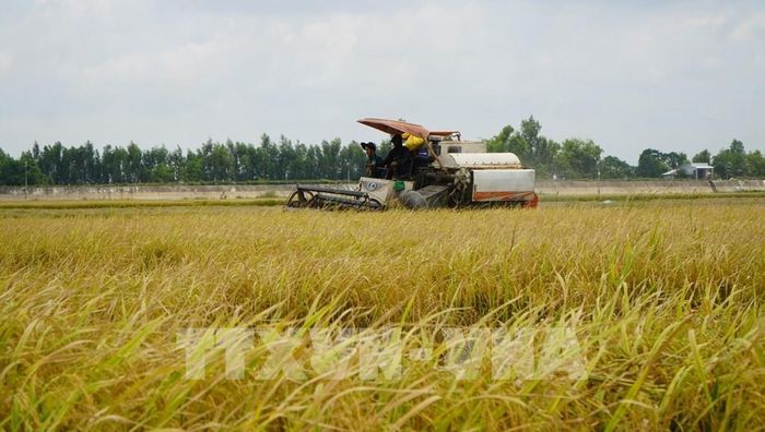 Nông dân ở vùng đầu nguồn của tỉnh Đồng Tháp tất bật thu hoạch vụ lúa Hè thu để chuẩn bị đón mùa nước nổi. Ảnh: Nhựt An - TTXVN