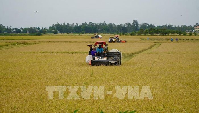 Nông dân ở vùng đầu nguồn của tỉnh Đồng Tháp tất bật thu hoạch vụ lúa Hè thu để chuẩn bị đón mùa nước nổi. Ảnh: Nhựt An - TTXVN