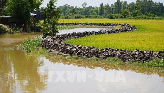 Nông dân ở vùng đầu nguồn của tỉnh Đồng Tháp chủ động gia cố bờ bao và tranh thủ thu hoạch diện tích lúa Hè thu. Ảnh: Nhựt An - TTXVN