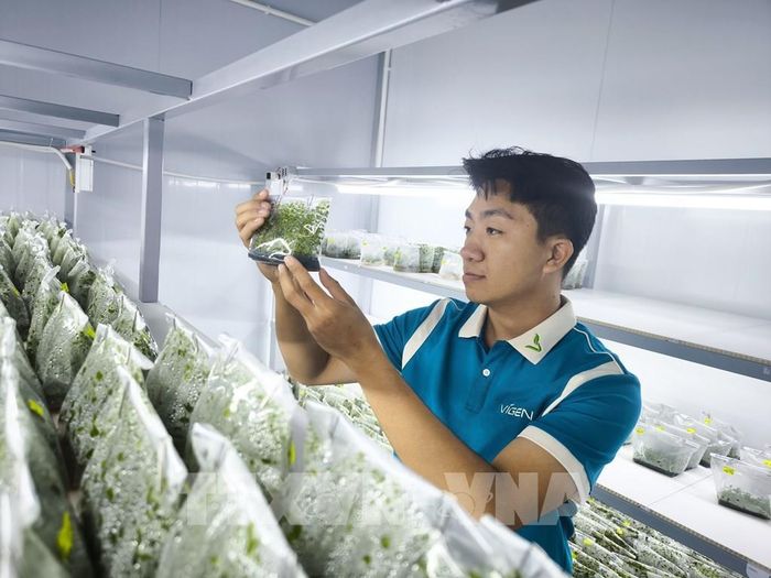 Chăm sóc cây giống cúc cấy mô tại công ty Vigen. Ảnh: Huỳnh Phúc Hậu - TTXVN