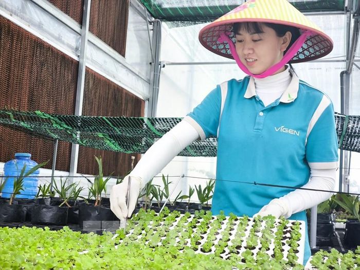 Chăm sóc cây giống cúc cấy mô tại công ty Vigen. Ảnh: Huỳnh Phúc Hậu - TTXVN