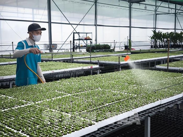 Chăm sóc cây giống cúc cấy mô tại công ty Vigen. Ảnh: Huỳnh Phúc Hậu - TTXVN