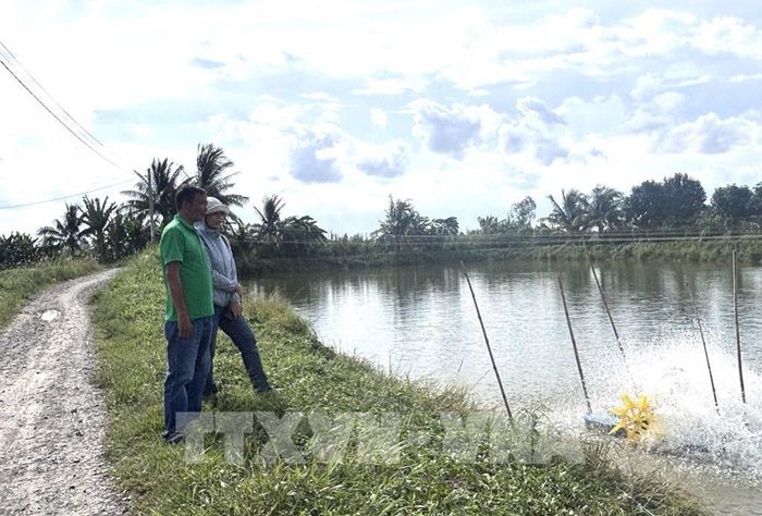 Ông Trần Văn Phương, hộ nuôi cá linh khu phố Hòa Dân, phường Mỹ Trà, tỉnh Đồng Tháp, nói về quy trình nuôi cá linh nón đón đầu mùa nước nổi. Ảnh: Hồng Nhung - TTXVN