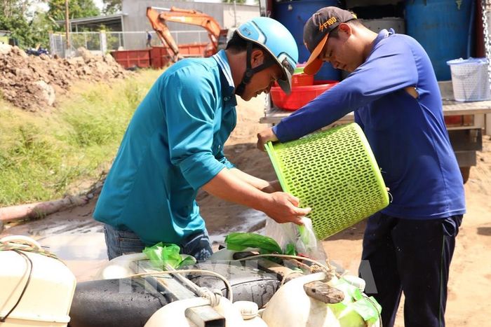 Tiểu thương mua cá linh non cung ứng cho các chợ Cao Lãnh, Mỹ Trà, tỉnh Đồng Tháp. Ảnh: Hồng Nhung - TTXVN