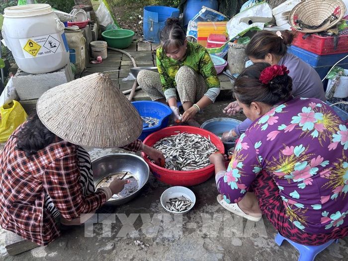 Người dân làm dịch vụ cắt đuôi và bỏ ruột cá linh trước khi giao hàng cho người tiêu dùng, với giá công 40.000 đồng/kg. Ảnh: Hồng Nhung - TTXVN