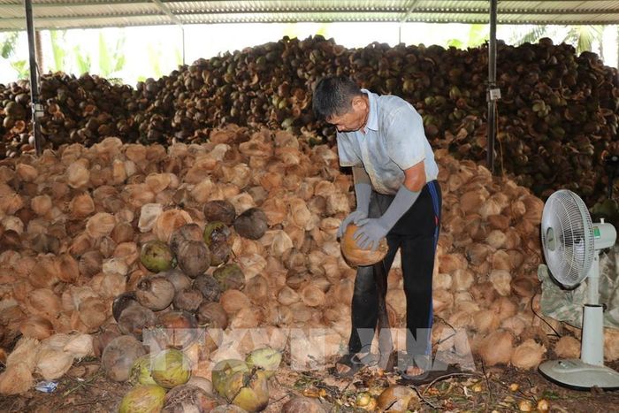 Lao động thực hiện công đoạn lột dừa phục vụ chế biến các sản phẩm dừa hữu cơ xuất khẩu tại Hợp tác xã Nông nghiệp Dịch vụ Thương mại Vạn Hưng, xã Bình Phú, tỉnh Vĩnh Long. Ảnh: Thanh Hòa - TTXVN
