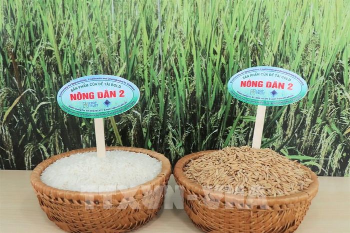 Giống lúa Nông Dân 2 có hạt gạo dài (6,81–6,91 mm), hàm lượng amylose thấp, cơm mềm, có mùi thơm nhẹ và màu cơm trắng, đáp ứng tốt xu hướng tiêu dùng gạo chất lượng cao và có tiềm năng lớn phục vụ xuất khẩu. Ảnh: Thu Hiền - TTXVN 