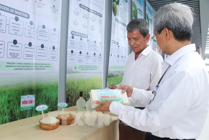 Hạt gạo giống lúa Nông Dân 1 có hàm lượng amylose tương đối cao, độ bền gel cứng và độ trắng bạc cao, được định vị trở thành nguồn nguyên liệu phục vụ ngành chế biến thực phẩm. Ảnh: Thu Hiền – TTXVN