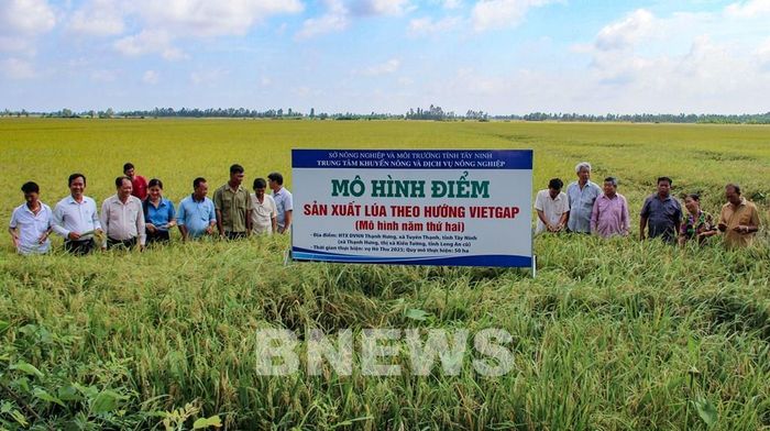 Nông dân tham quan mô hình điểm sản xuất lúa theo hướng VietGAP tại Hợp tác xã Nông nghiệp Thạnh Hưng, xã Tuyên Thạnh, tỉnh Tây Ninh. Ảnh: Minh Phú – TTXVN