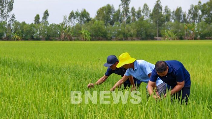 Tây Ninh chú trọng đào tạo, tập huấn kỹ thuật cho nông dân, tăng cường kết nối hợp tác xã với doanh nghiệp thu mua, chế biến góp phần nâng cao chất lượng và tăng sức cạnh tranh của hạt gạo địa phương. Ảnh: Minh Phú – TTXVN