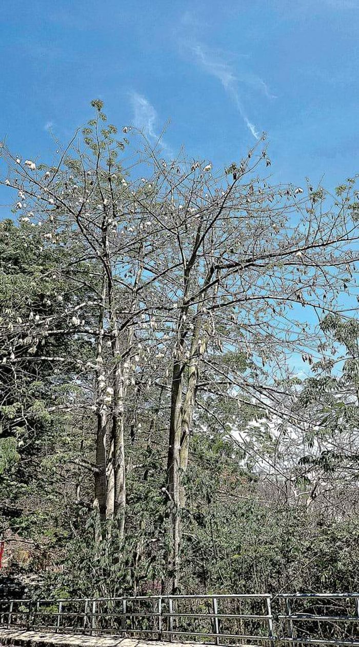 Rừng gòn trên núi Lớn (Vũng Tàu cũ), di sản thiên nhiên xuyên thế kỷ