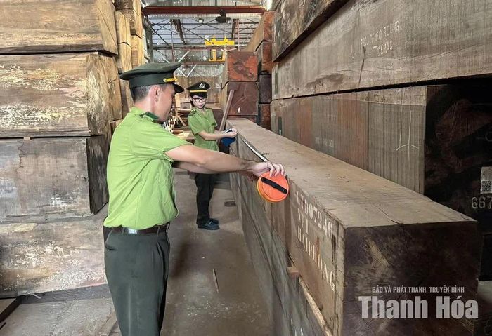 Hạt Kiểm lâm TP Thanh Hóa kiểm tra nguồn gốc gỗ tại một cơ sở kinh doanh, chế biến lâm sản tại phường Quảng Phú.