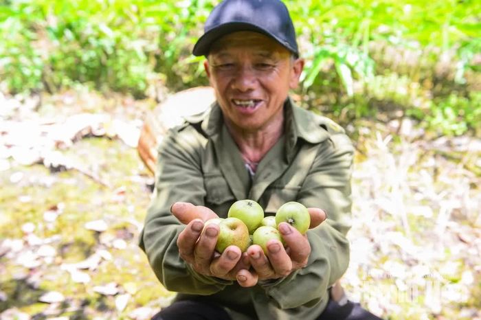 Những cây táo mèo tiếp tục lớn lên giữa mây núi Pù Ngùa. Mỗi mùa quả không chỉ mang lại nguồn thu mà còn gieo thêm hy vọng về một cuộc sống đủ đầy hơn, nơi người dân có thể thoát nghèo và vươn lên làm giàu ngay trên chính mảnh đất vùng biên giới này.