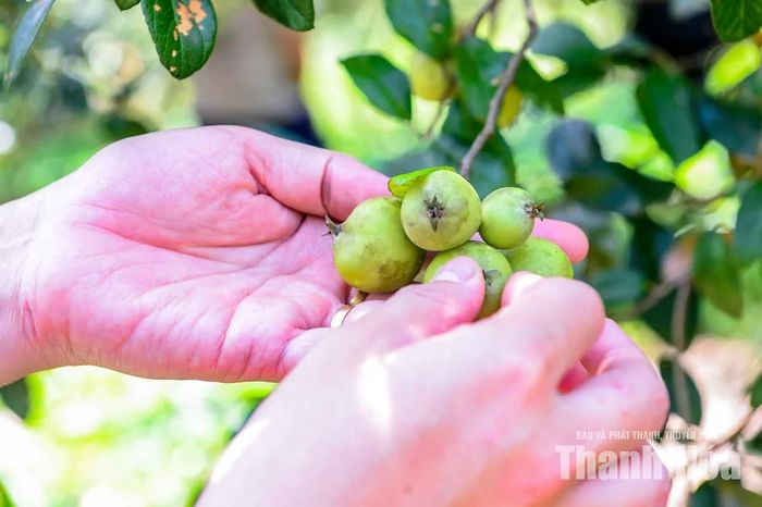 Theo ông Trường, táo mèo là loại cây phù hợp với khí hậu, thổ nhưỡng vùng núi cao. Cây có sức sống tốt, không đòi hỏi nguồn nước tưới quá lớn và đặc biệt cho giá trị kinh tế cao hơn so với nhiều loại cây trồng truyền thống.