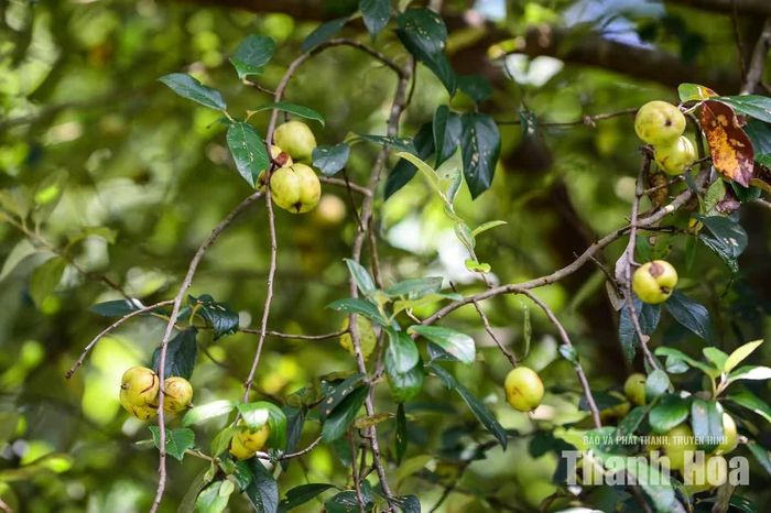 Theo ông Gia, từ những diện tích thử nghiệm ban đầu vào năm 2019, đến nay gia đình ông có hơn 7ha trồng cây táo mèo. Cây táo mèo trên đỉnh Pù Ngùa mỗi năm mang lại nguồn thu cho gia đình ông từ 600 đến 800 triệu đồng.