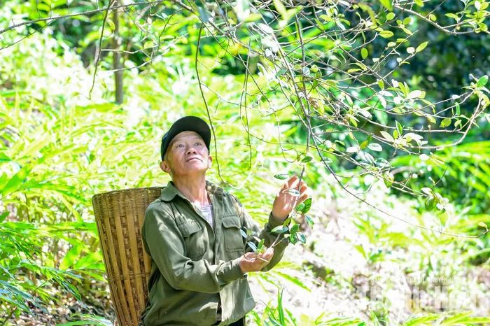 Trước khi trồng cây táo mèo, ông Thao Nọ Gia (62 tuổi) chia sẻ: “Đồng bào người Mông chúng tôi chủ yếu sản xuất theo phương thức truyền thống, lúc mưa thuận thì được mùa, nhưng những năm thời tiết khắc nghiệt thì công lên nương rẫy trồng ngô, sắn và lúa có khi không đủ ăn”.