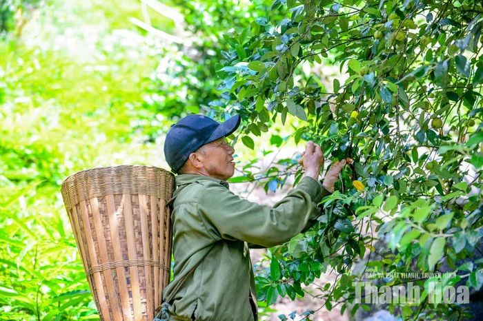 “Đối với gia đình tôi, từ chỗ sản xuất chỉ đủ ăn, có năm còn thiếu lương thực khổ cực lắm, giờ trồng cây táo mèo không còn lo đói ăn nữa”, ông Gia chia sẻ.