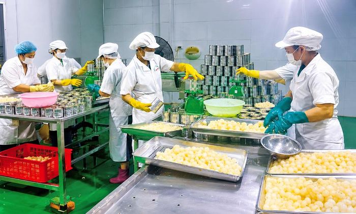 Dây chuyền chế biến nông sản xuất khẩu của Công ty cổ phần Xuất nhập khẩu Vifoco.