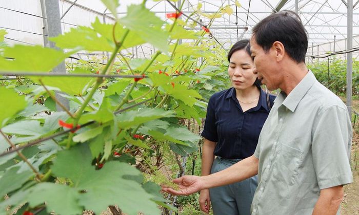  Gia đình ông Nguyễn Xuân Nam, xã Nhân Thắng chuyển đổi gần 7 ha cấy lúa sang phát triển trang trại trồng cây ăn quả kết hợp chăn nuôi. 