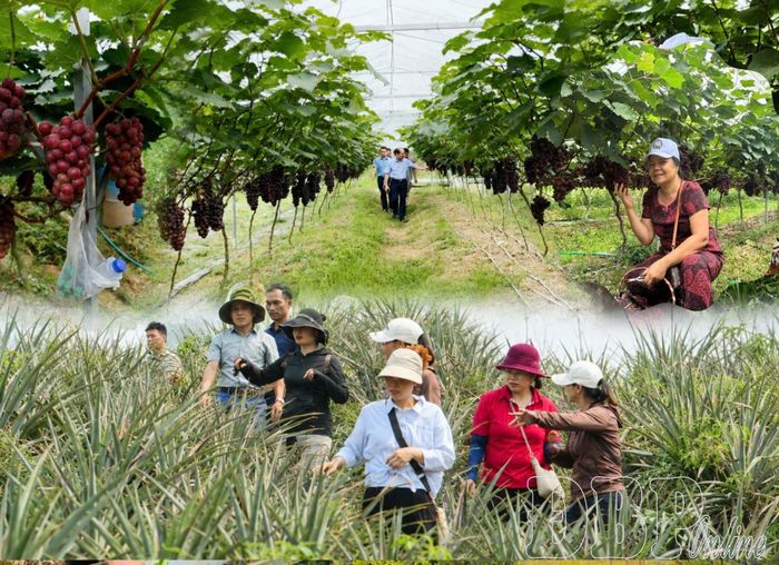 Một số mô hình sản xuất nông nghiệp gắn với du lịch trải nghiệm thu hút người dân và du khách.