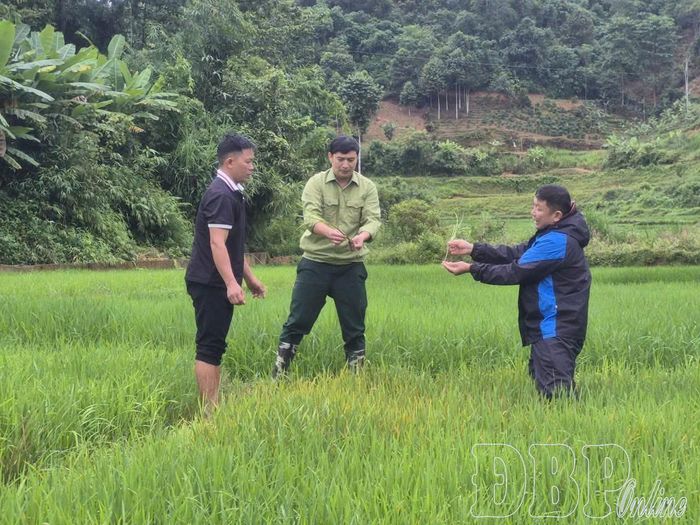 Cán bộ, người dân xã Nà Tấu kiểm tra tình hình sâu bệnh, lúa lạ trên địa bàn. Ảnh CTV