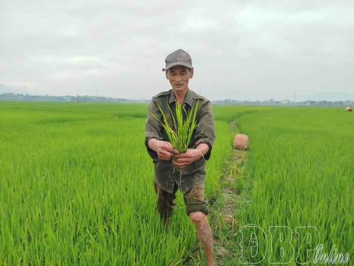 Người dân phường Mường Thanh kiểm tra và nhổ bỏ lúa tạp.
