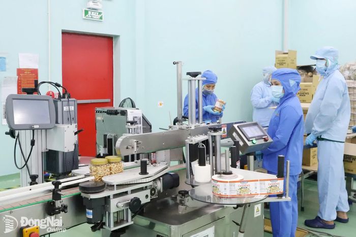 Chế biến hạt điều xuất khẩu tại một nhà máy ở phường Long Bình, thành phố Đồng Nai. Ảnh: Lê Quyên