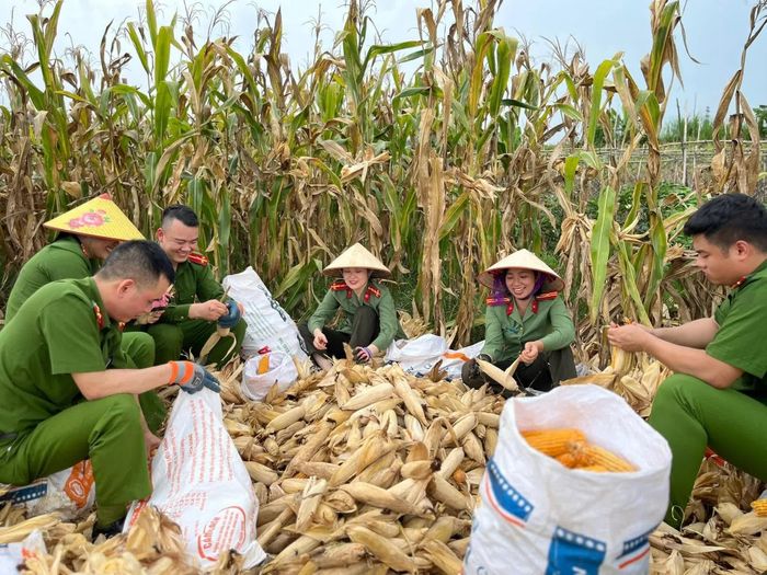 Công an xã Bảo Thắng giúp dân thu hoạch ngô.