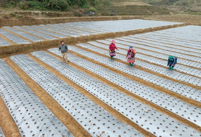 Nông dân xã Lùng Phình gieo trồng cây dược liệu.