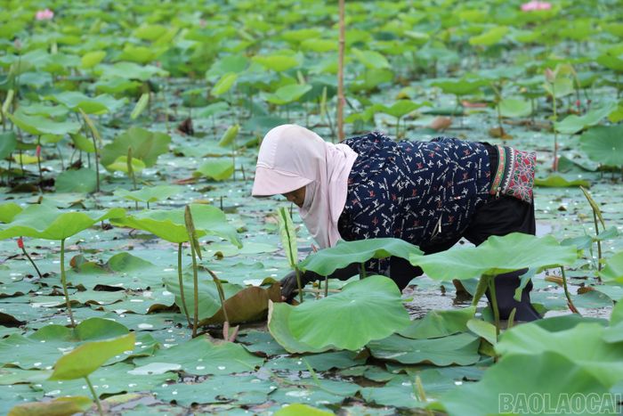 Bà Tứ chăm sóc ruộng sen.