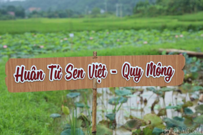 Bà Tứ trồng 5 giống sen với những hướng khai thác các sản phẩm khác nhau.