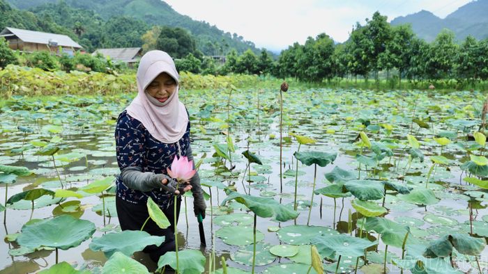 Bà Hà Thị Tứ bên những bông sen đầu tiên trong vụ trồng thử nghiệm.