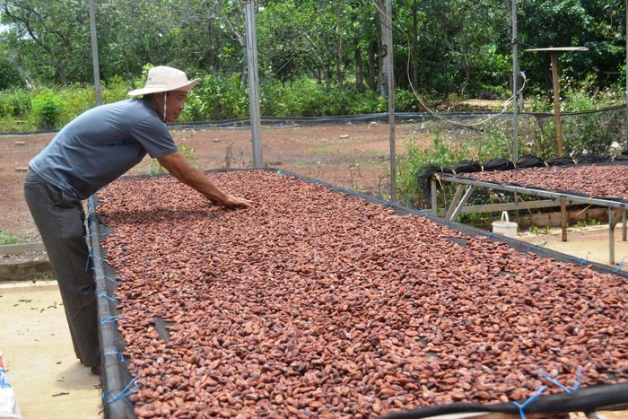 Công nghiệp chế biến nông sản, đặc sản địa phương ở Đắk Sắk còn nhỏ lẻ