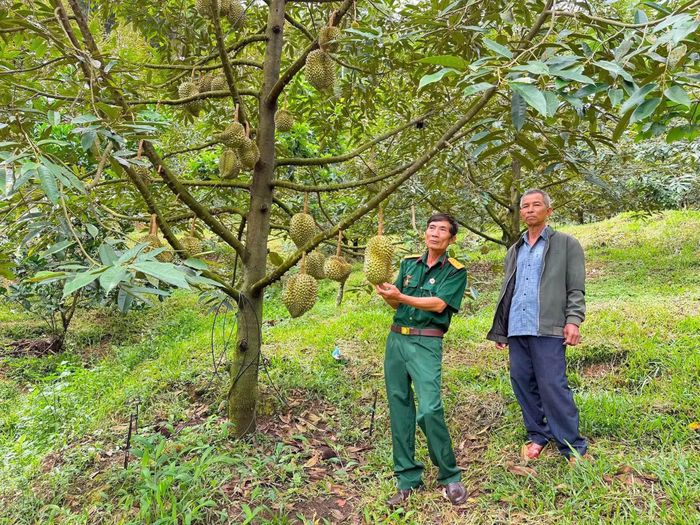 Thu nhập người dân khu vực Đam Rông nâng cao nhờ chuyển đổi, trồng xen sầu riêng