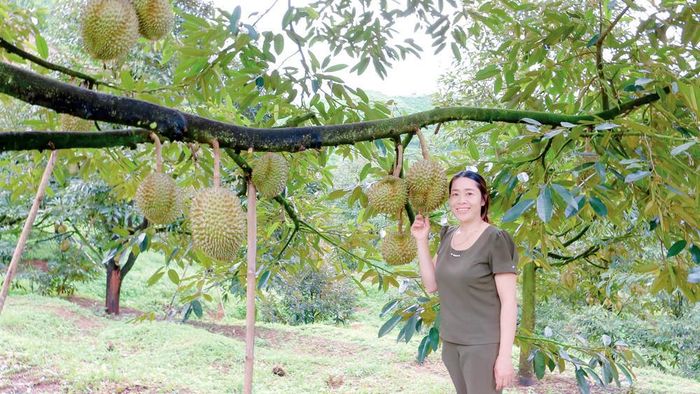 Vườn sầu riêng của gia đình chị Đinh Thị Hóa