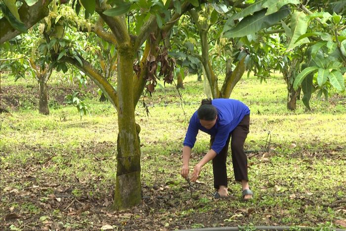 Chị Dương Thị Dùng đang kiểm tra béc tưới tại vườn xoài của gia đình
