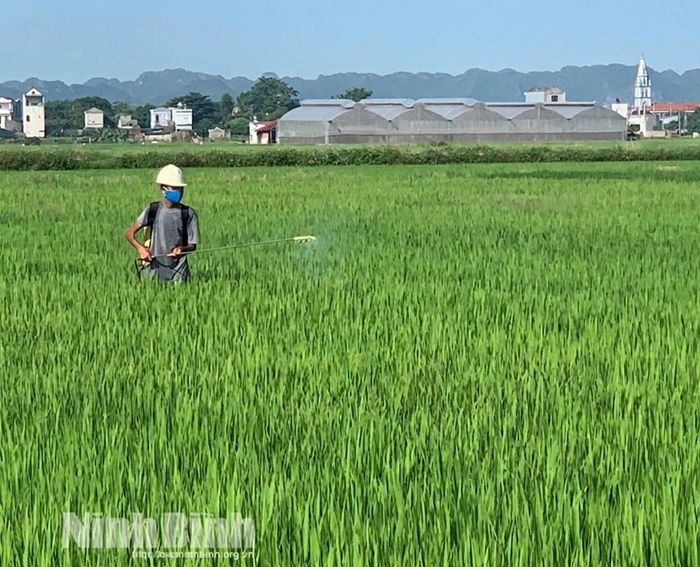 Nông dân xã Yên Từ phun trừ sâu bệnh, bảo vệ lúa mùa.